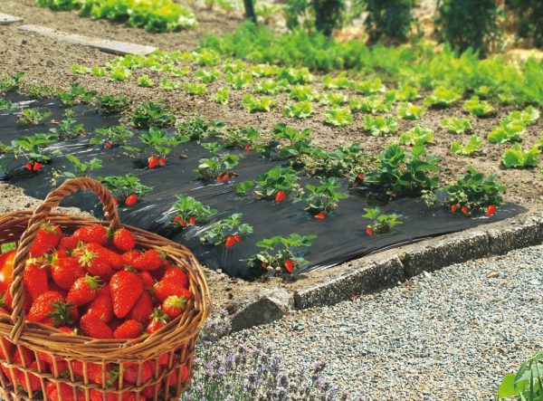 Malč folije sprečavaju isparavanje i obezbeđuju optimalnu vlažnost zemljišta što dovodi do efikasnijeg korišćenja raspoložive vode. Navodnjavanje kap po kap u kombinaciji sa plastičnim malčom smanjilo je potrošnju vode za red useva šest puta. Napravljen od vrhunskog LDPE i LLDPE kompanije DOV Chemical, pruža vam bolja mehanička svojstva na stvarno tankom sloju ekstruzije, samo od 15 mikrona. Na osnovu specijalnog recepta sa DOVLEKS® mešavinama dodaje posebna mehanička svojstva. Crne malč folije onemogućavaju fotosintezu korova. Smanjićete korov bez upotrebe herbicida sa našim malč folijama. Koristi se kada se žele više temperature u zoni korena.