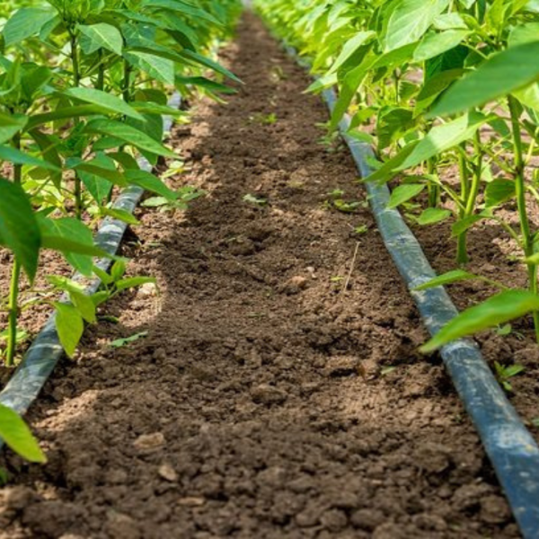 Traka kap po kap 10cm-10l/h/m 3050m Scarabelli je već godinama proizvod izbora za komercijalne farmere i baštovane u dvorištu. Ekonomična je i efikasna za zalivanje dugih, pravorednih useva. Možete koristiti traku za kapanje iznad zemlje, malčiranu ili zakopanu.