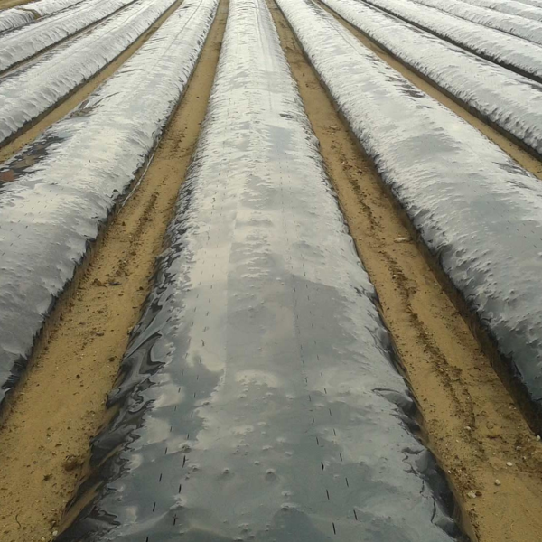 Polagajuća folija (bez rupa) 1.2m x 1000m smanjuje isparavanje, optimizuje vlažnost zemljišta i sprečava rast korova za efikasan uzgoj.