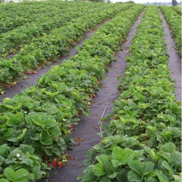 Agrotekstil (prostirka crna) 2.1m/50m 100g/m2 – zaštita biljaka, plastenici i suzbijanje korova